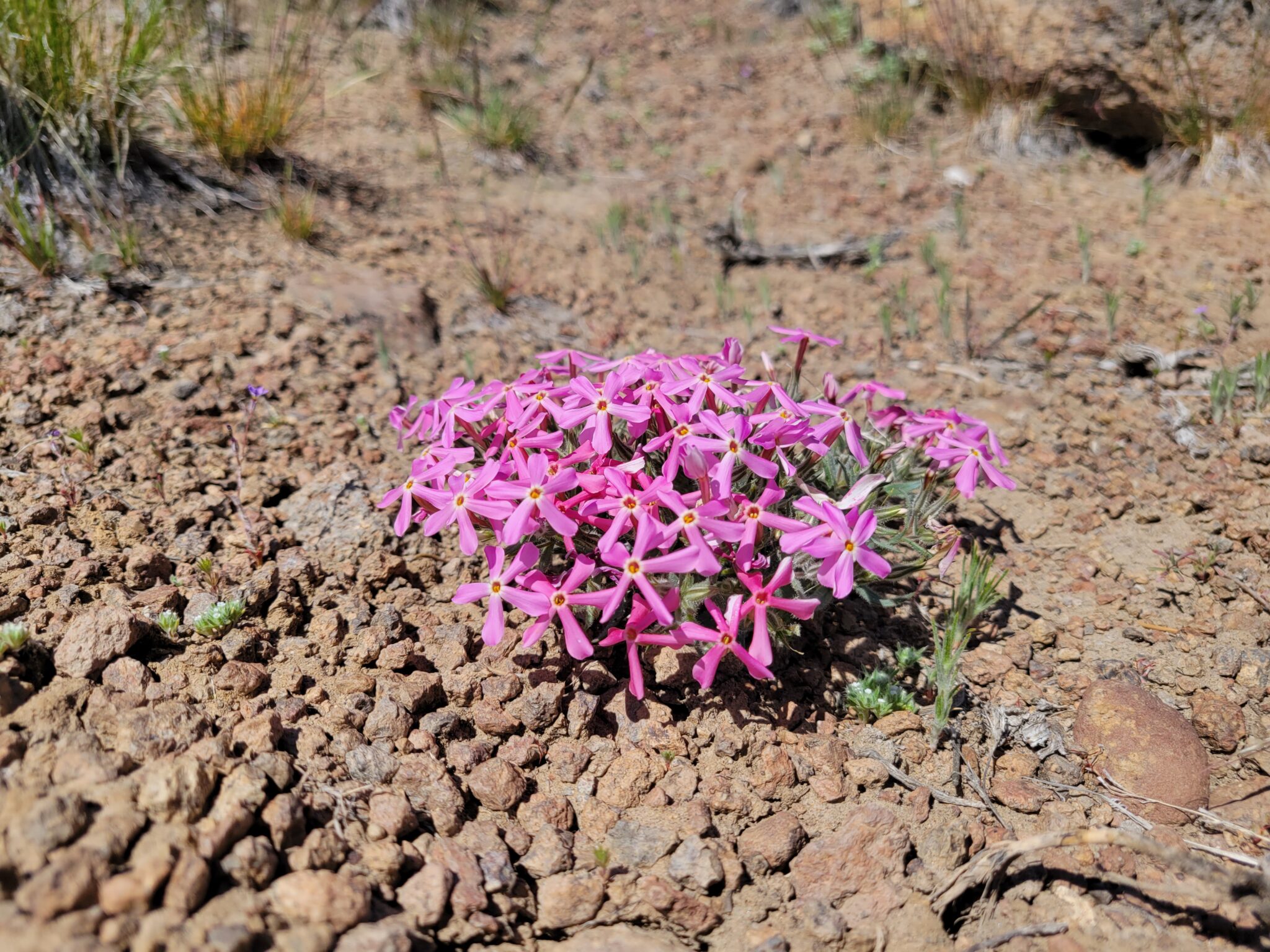 Family Fun Saturday Nevada Wildflowers Nevada State Museum Carson City family-fun-saturday-nevada-wildflowers-nevada-state-museum-carson-city